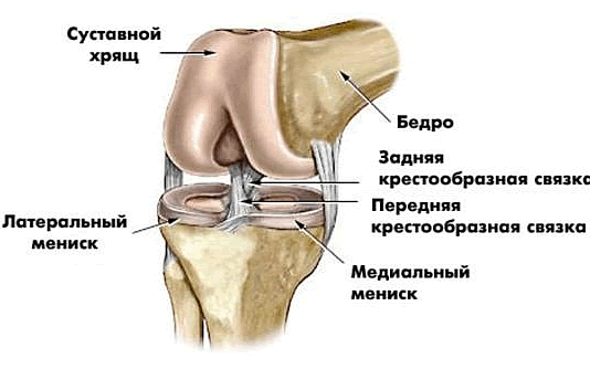 коленный сустав